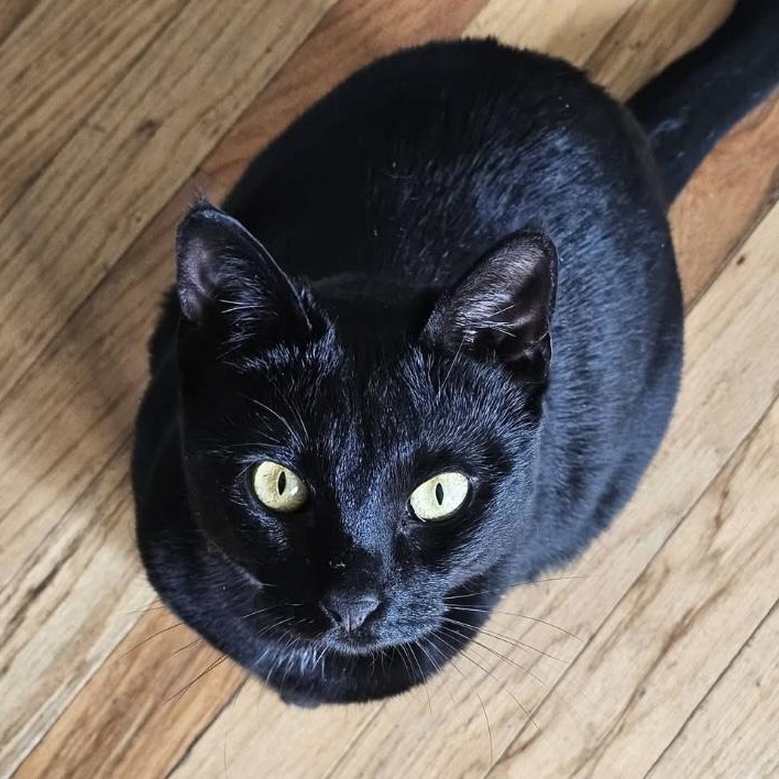 Enlarge Midnight & Bella, a ADOPTABLE mixed breed in Morganton, NC image 2/6