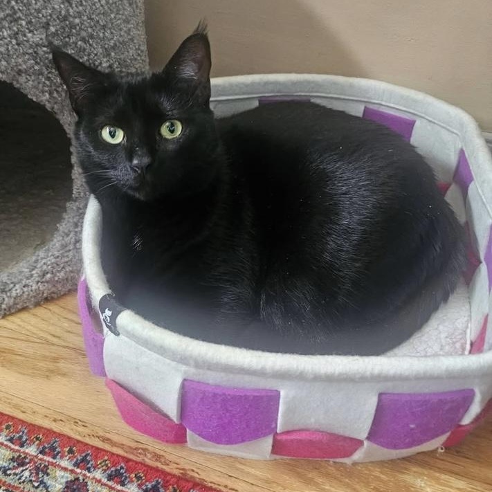 Enlarge Midnight & Bella, a ADOPTABLE mixed breed in Morganton, NC image 3/6