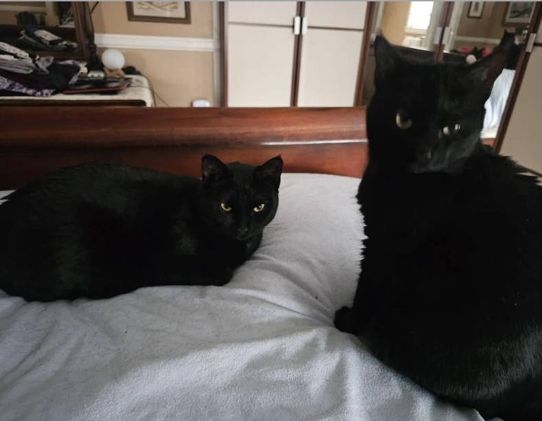Enlarge Midnight & Bella, a ADOPTABLE mixed breed in Morganton, NC image 5/6