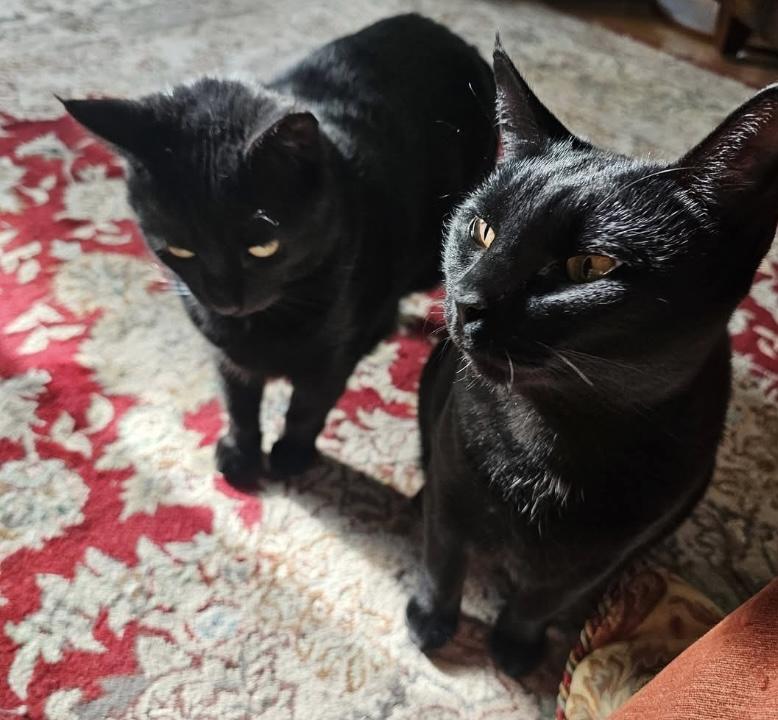 Midnight & Bella, ADOPTABLE, Adult Female Domestic Short Hair.