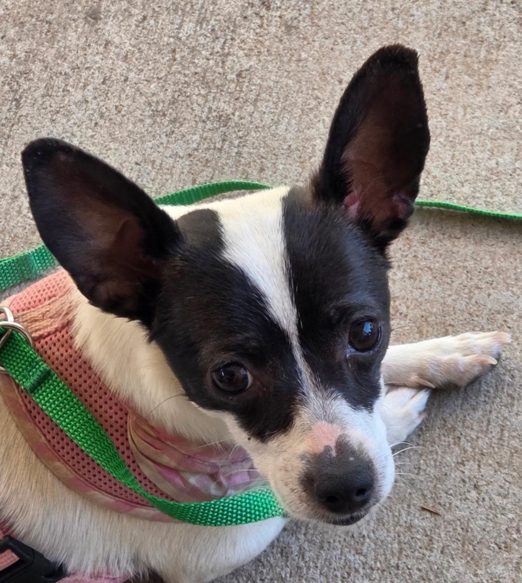 Millie, ADOPTABLE, Young Female Chihuahua.
