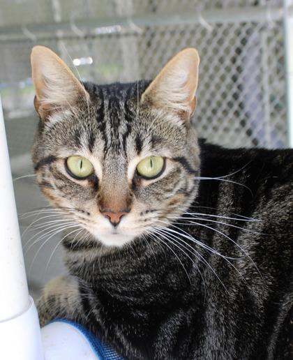 Angelina, a Adoptable Domestic Short Hair in Batavia, OH image 1/3