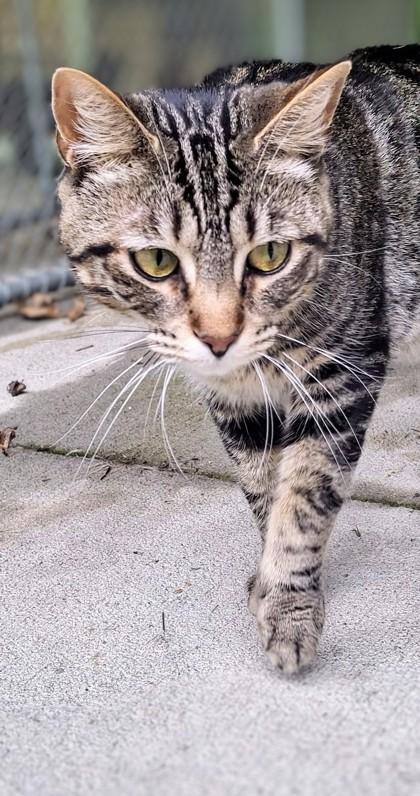 Angelina, a Adoptable Domestic Short Hair in Batavia, OH image 2/3