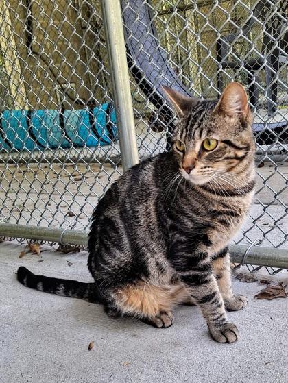 Angelina, a Adoptable Domestic Short Hair in Batavia, OH image 3/3