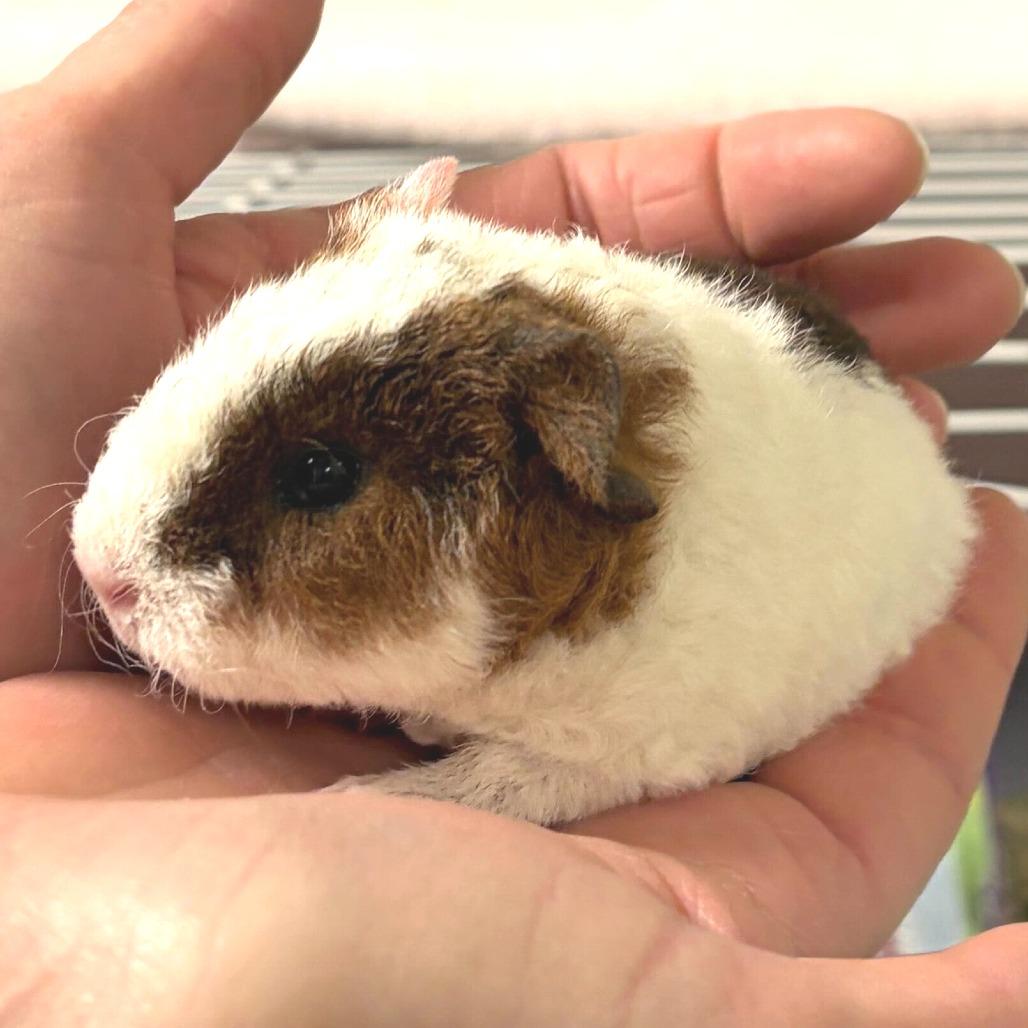 piglet(25-4G-2), Adoptable, Baby Female Guinea Pig.