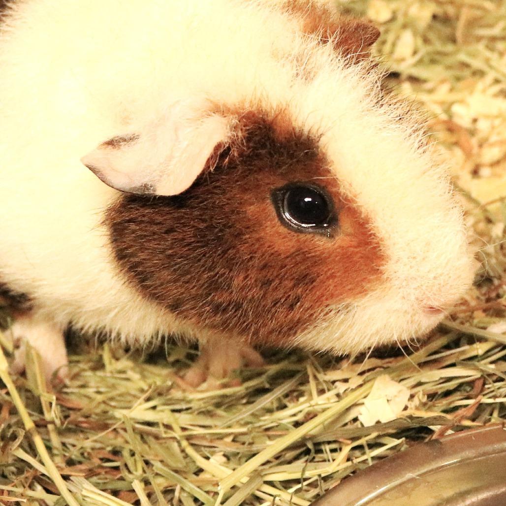 Enlarge piglet(25-4G-2), a Adoptable Guinea Pig in Rifle, CO image 2/6