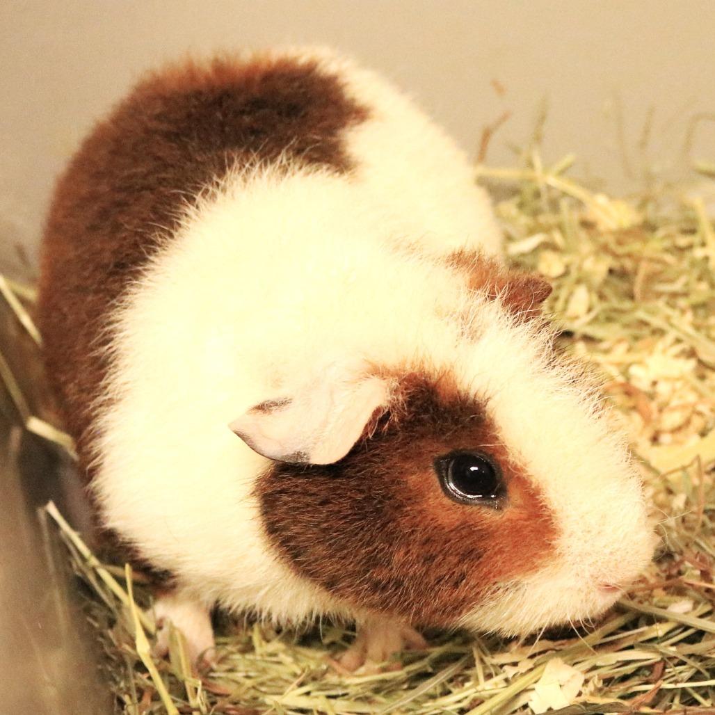 Enlarge piglet(25-4G-2), a Adoptable Guinea Pig in Rifle, CO image 3/6