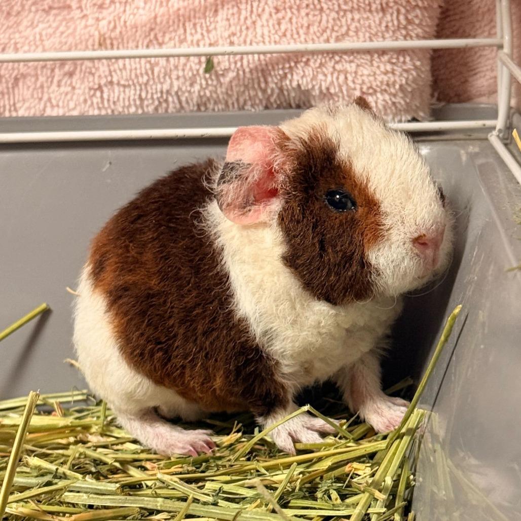 Enlarge piglet(25-4G-2), a Adoptable Guinea Pig in Rifle, CO image 3/4