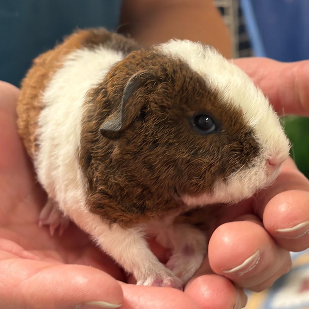 Enlarge piglet(25-4G-2), a Adoptable Guinea Pig in Rifle, CO image 4/4