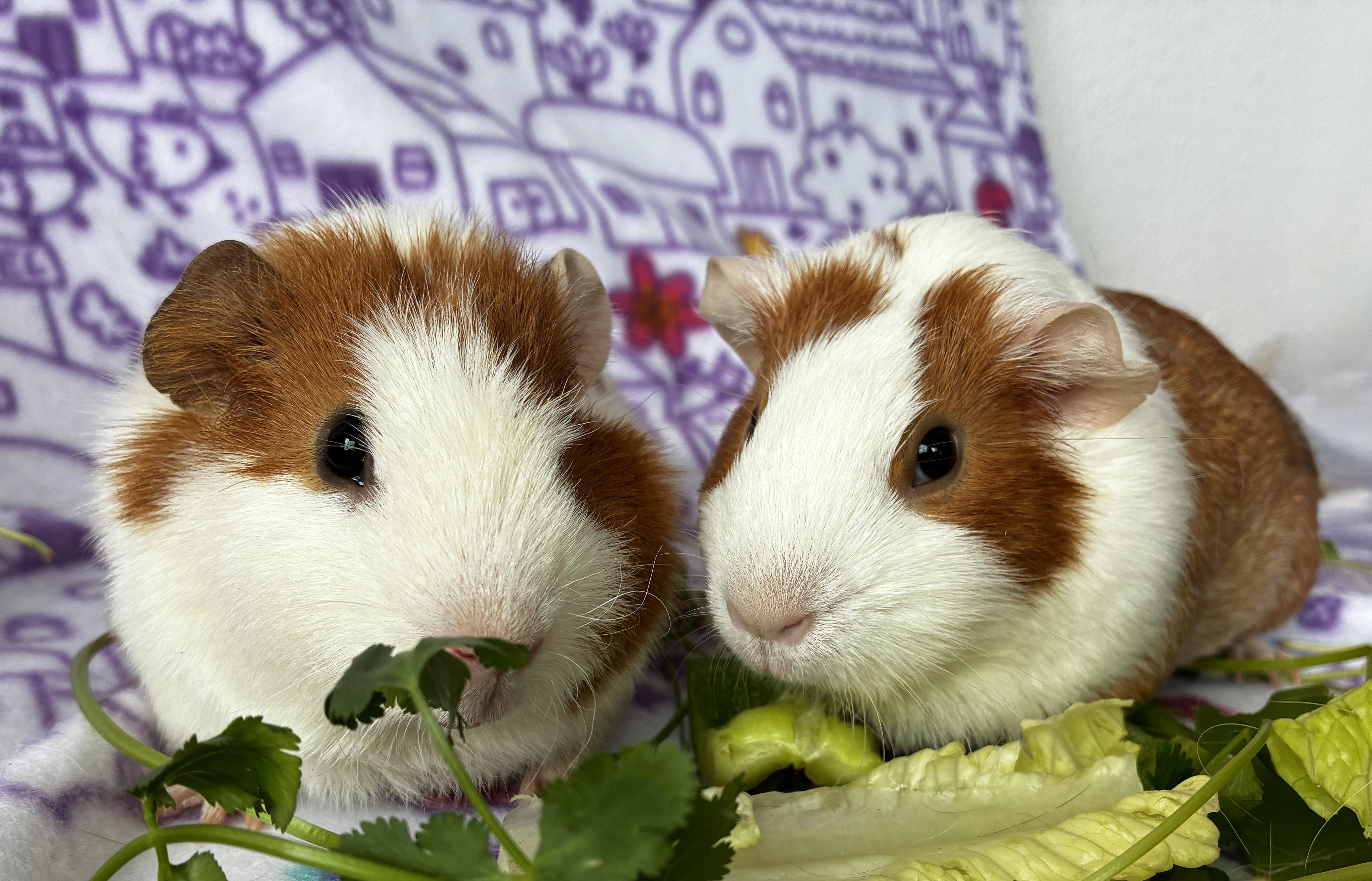 Mama Dulce and Pudding, a ADOPTABLE Guinea Pig in pomona, CA image 1/3