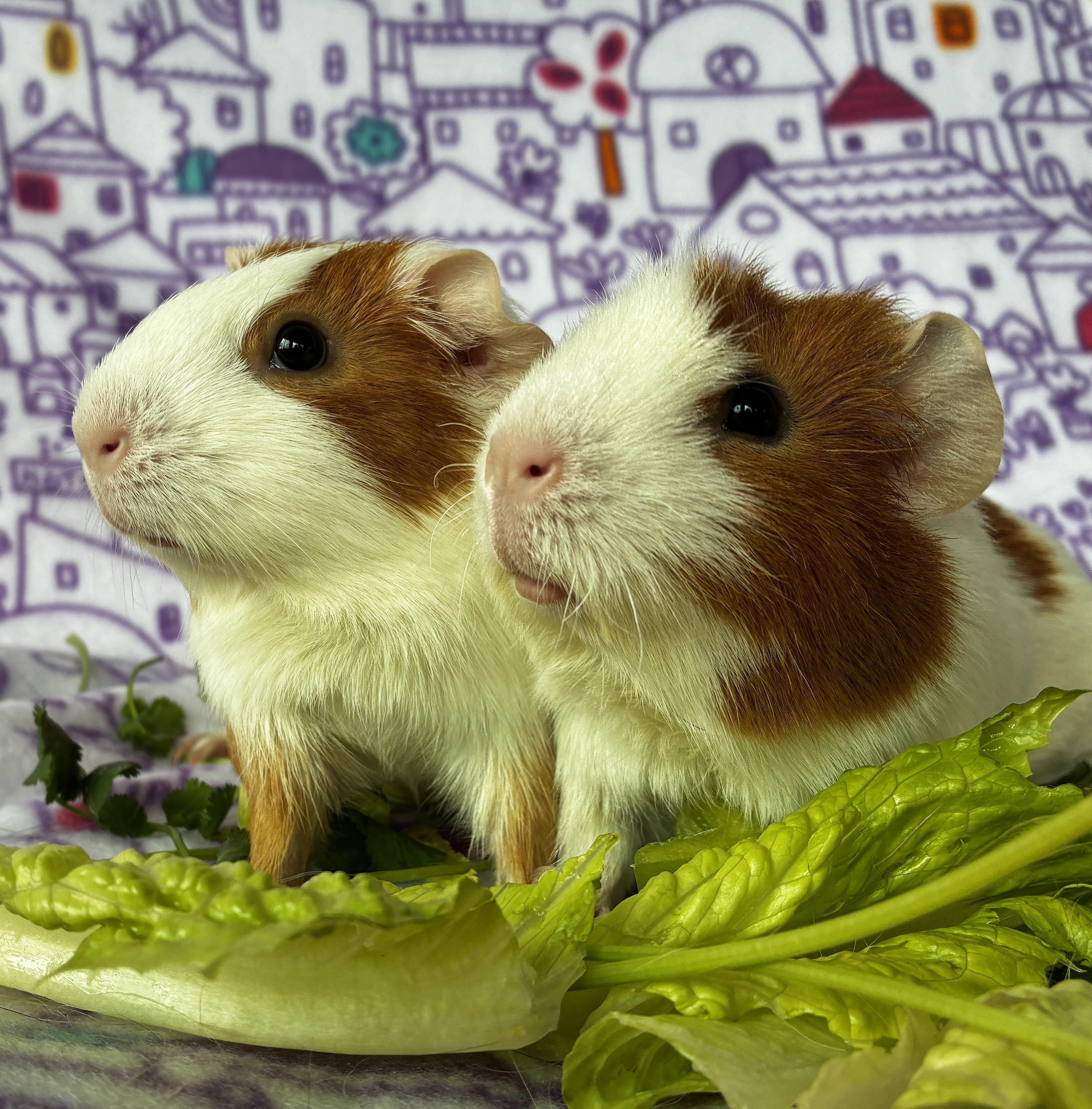 Mama Dulce and Pudding, a ADOPTABLE Guinea Pig in pomona, CA image 2/3