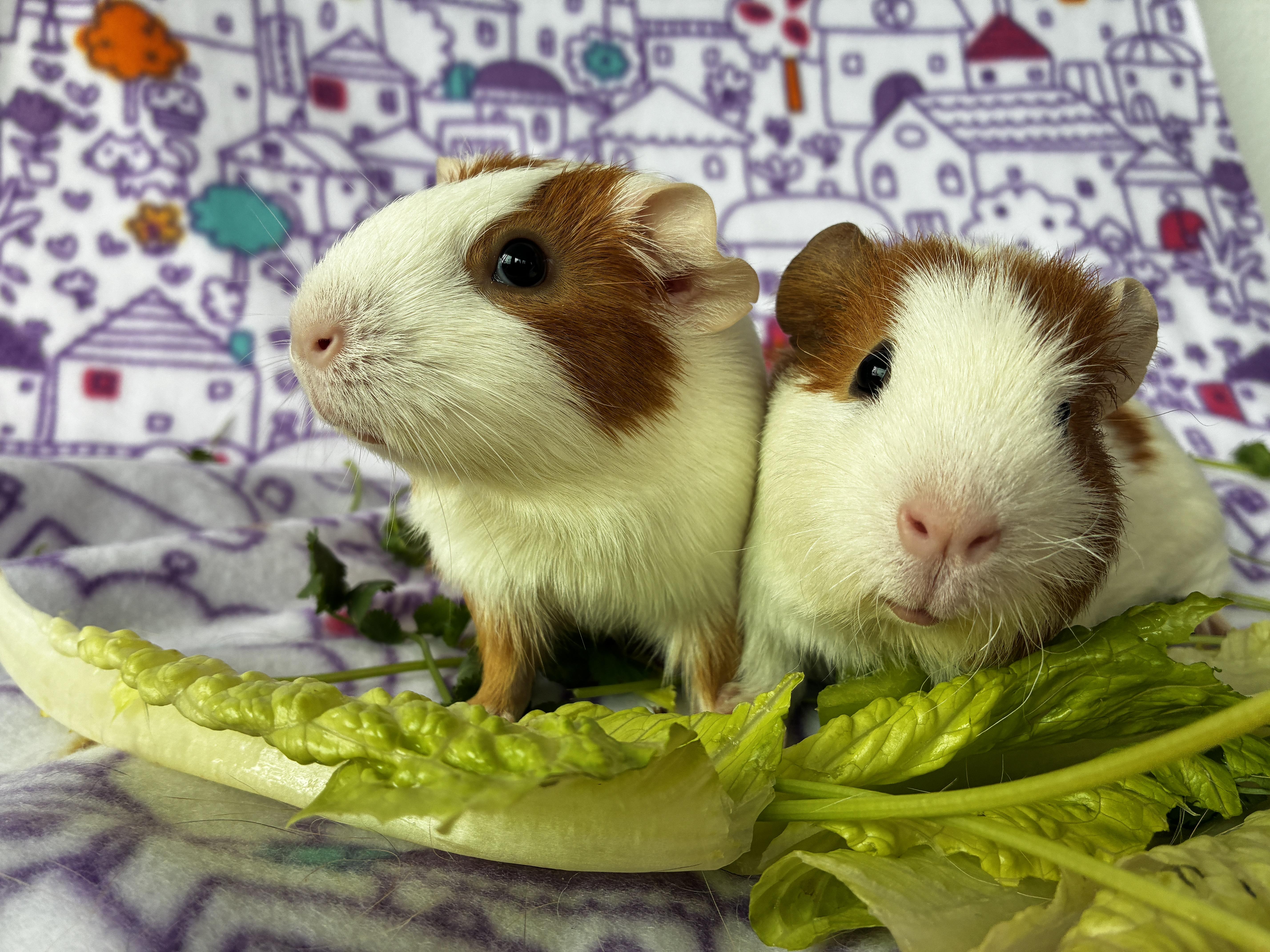 Mama Dulce and Pudding, a ADOPTABLE Guinea Pig in pomona, CA image 3/3