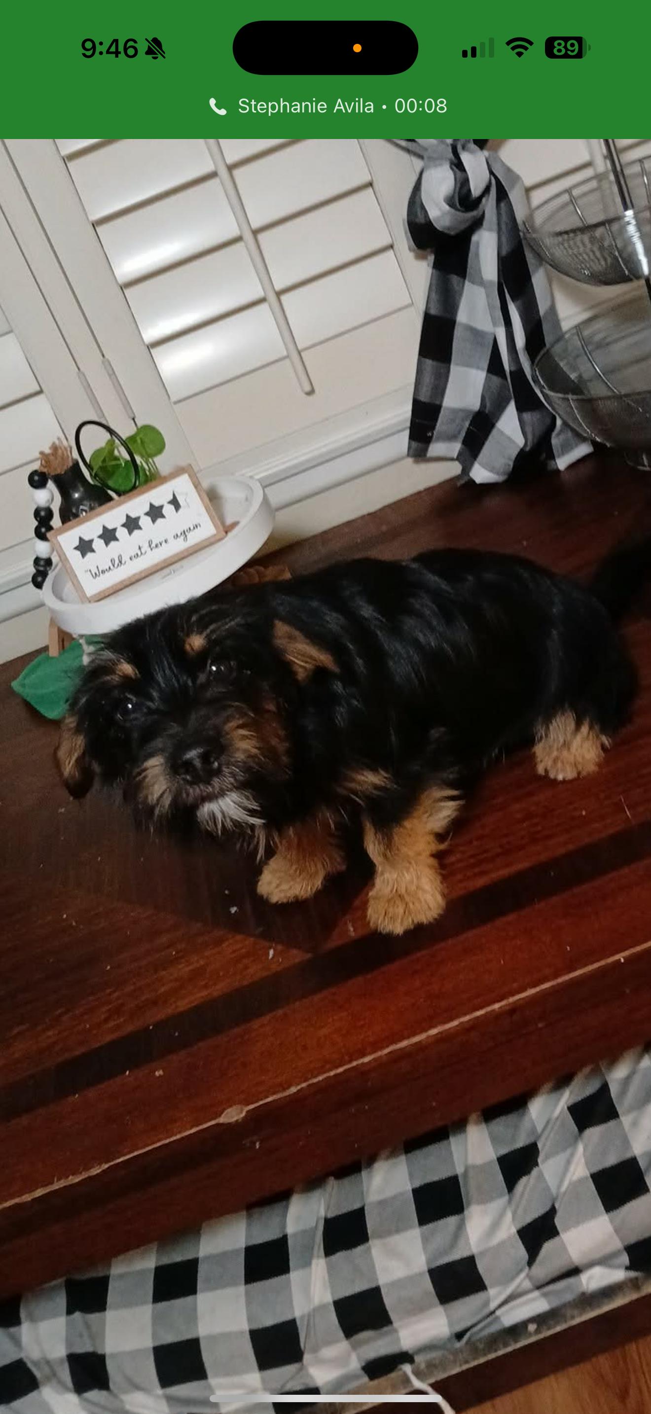 Enlarge Marley - The Darling Boy , a ADOPTABLE mixed breed in Rancho Cucamonga , CA image 2/3