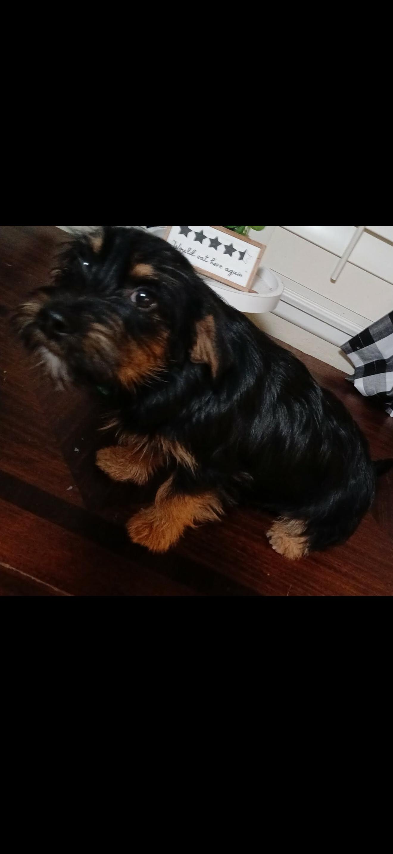 Enlarge Marley - The Darling Boy , a ADOPTABLE mixed breed in Rancho Cucamonga , CA image 3/3