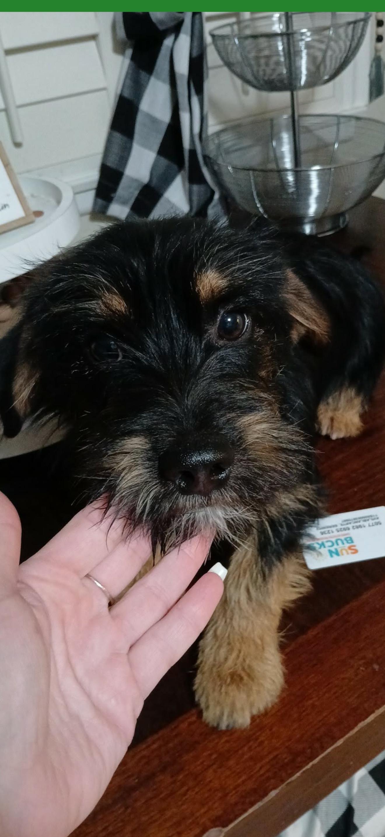 Enlarge Marley - The Darling Boy , a ADOPTABLE mixed breed in Rancho Cucamonga , CA image 1/3