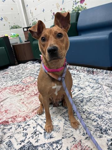 SUGAR, Adoptable, Young Female American Staffordshire Terrier & Mixed Breed.