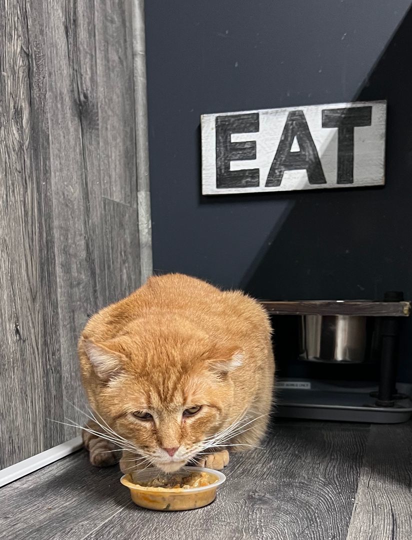 BABBO NATALE, an adoptable Domestic Short Hair in Grand Rapids, MI image 2/5