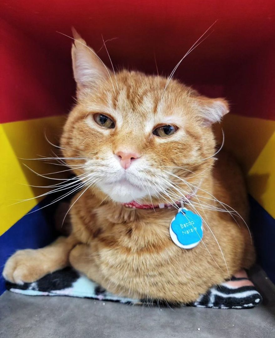 BABBO NATALE, an adoptable Domestic Short Hair in Grand Rapids, MI image 1/5