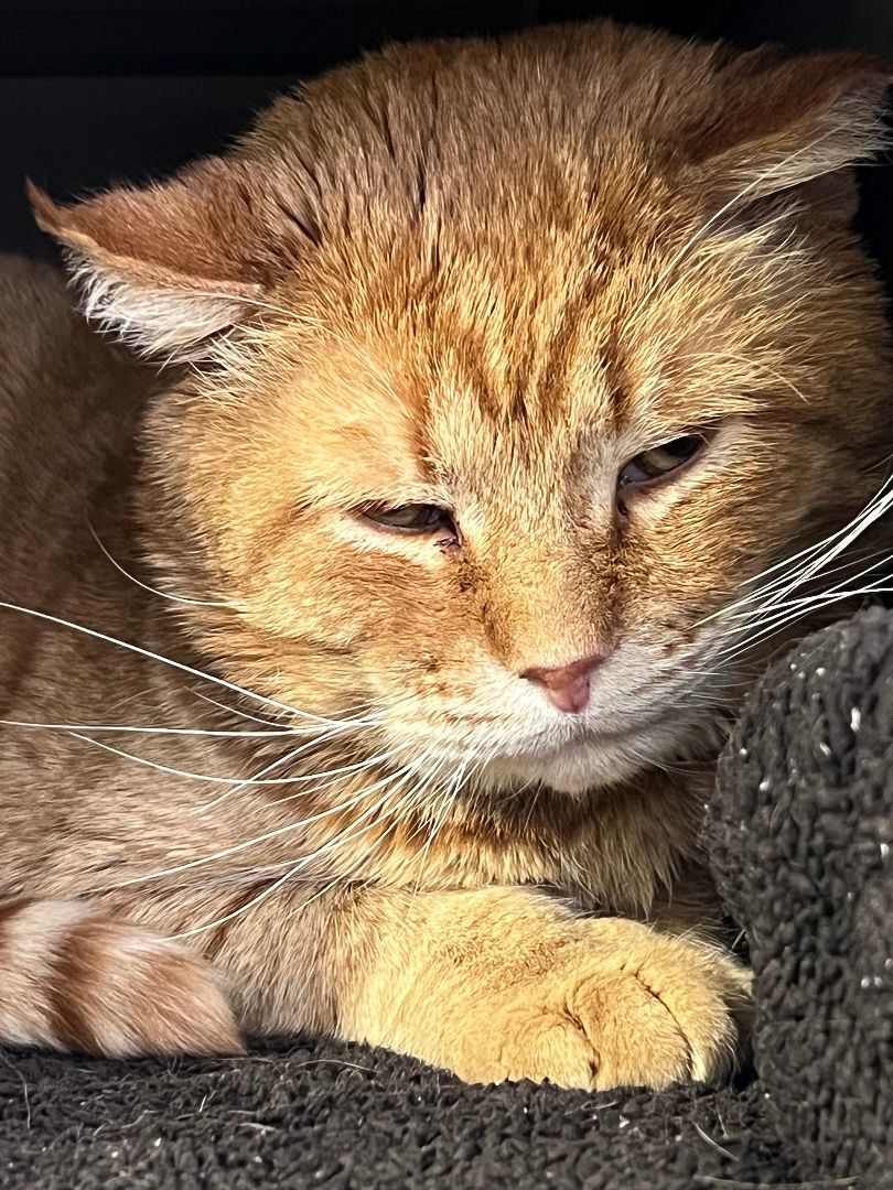 BABBO NATALE, an adoptable Domestic Short Hair in Grand Rapids, MI image 4/5