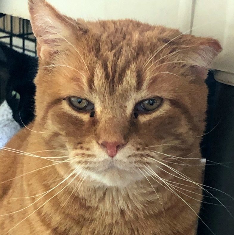 BABBO NATALE, an adoptable Domestic Short Hair in Grand Rapids, MI image 3/5