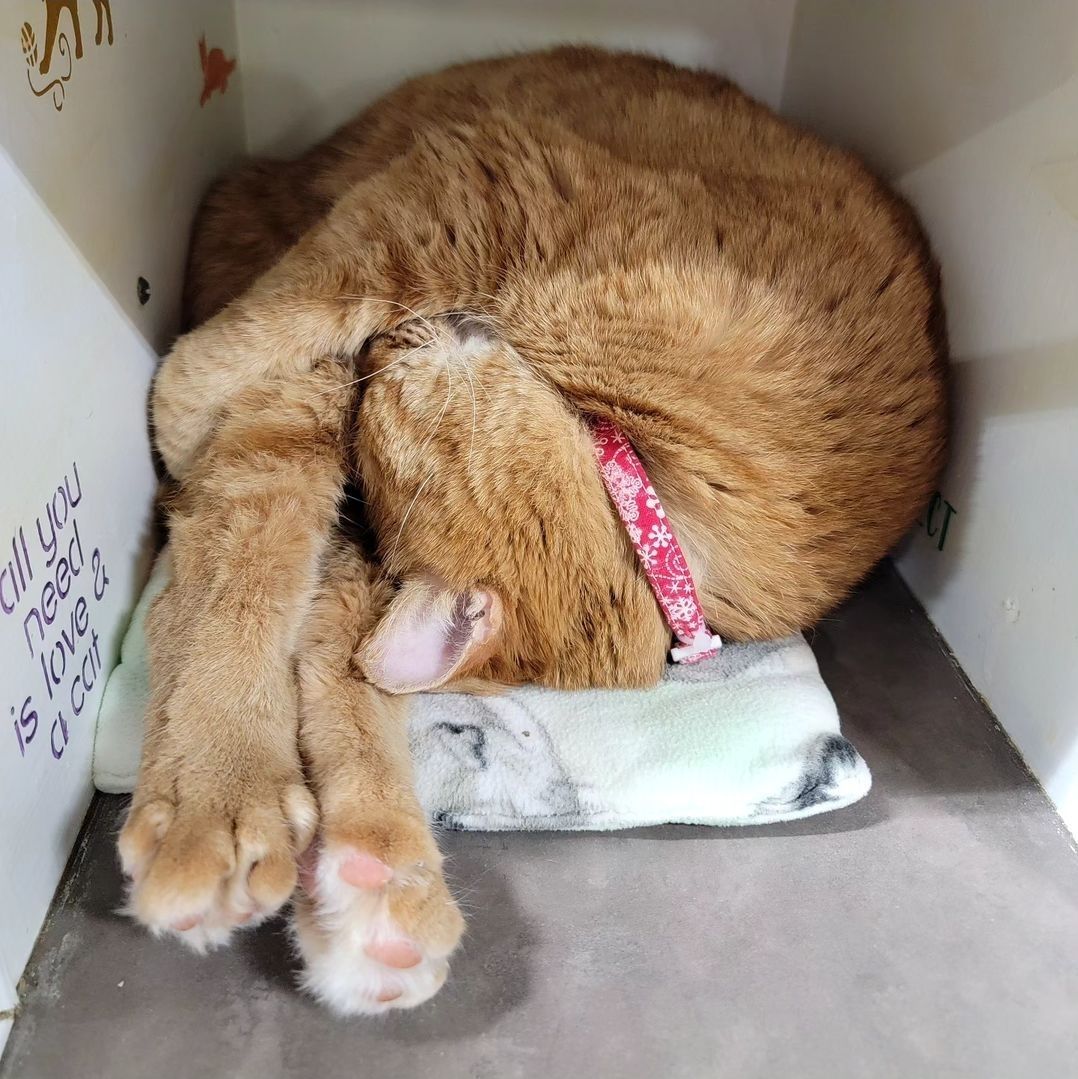 BABBO NATALE, an adoptable Domestic Short Hair in Grand Rapids, MI image 5/5