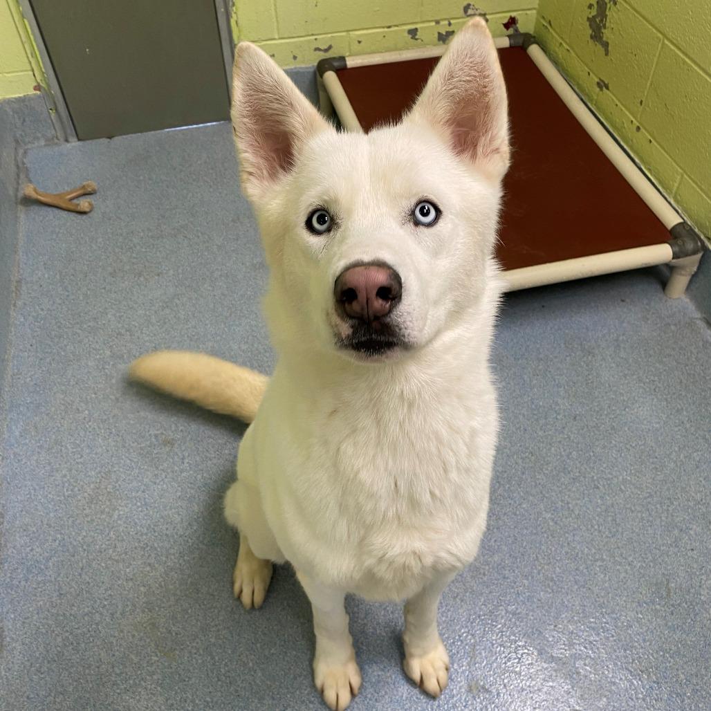 Enlarge Winter, a Adoptable Siberian Husky in East Hanover, NJ image 1/6