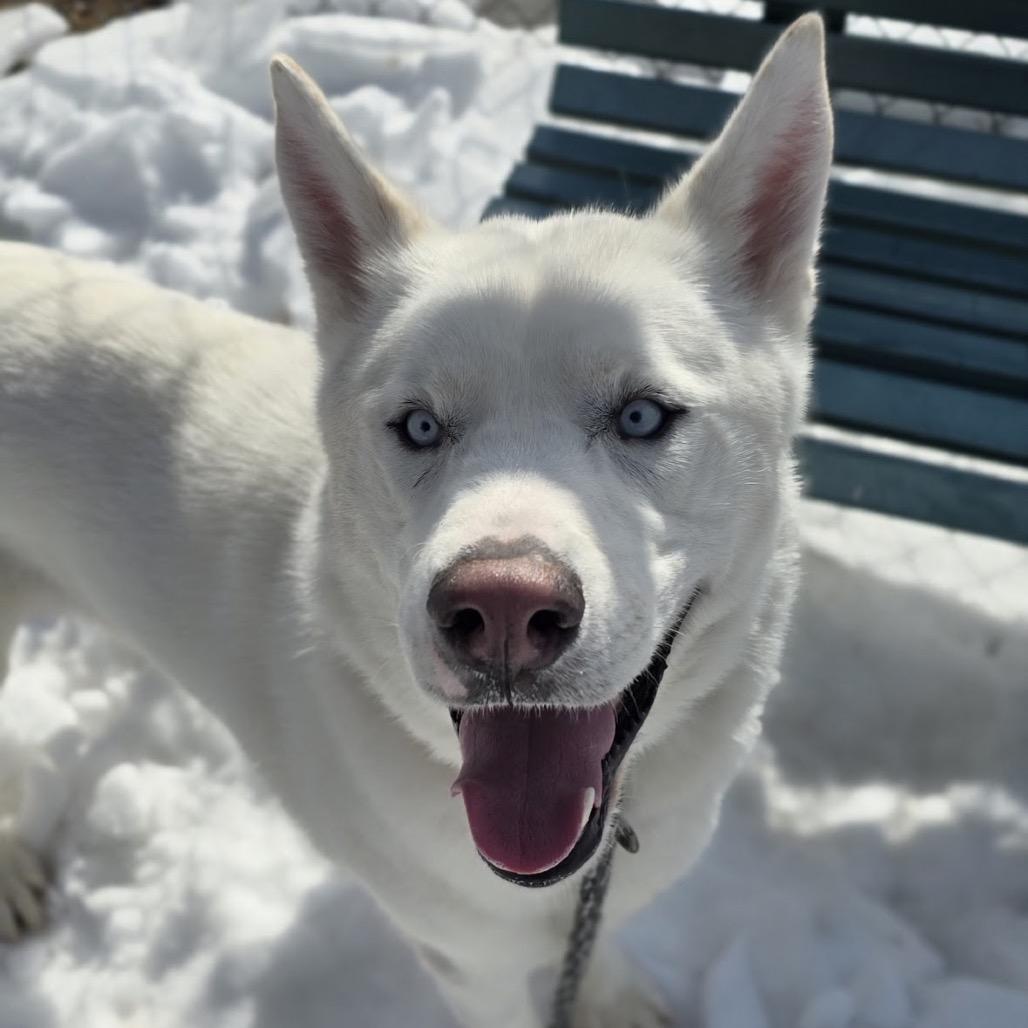 Enlarge Winter, a Adoptable Siberian Husky in East Hanover, NJ image 2/6