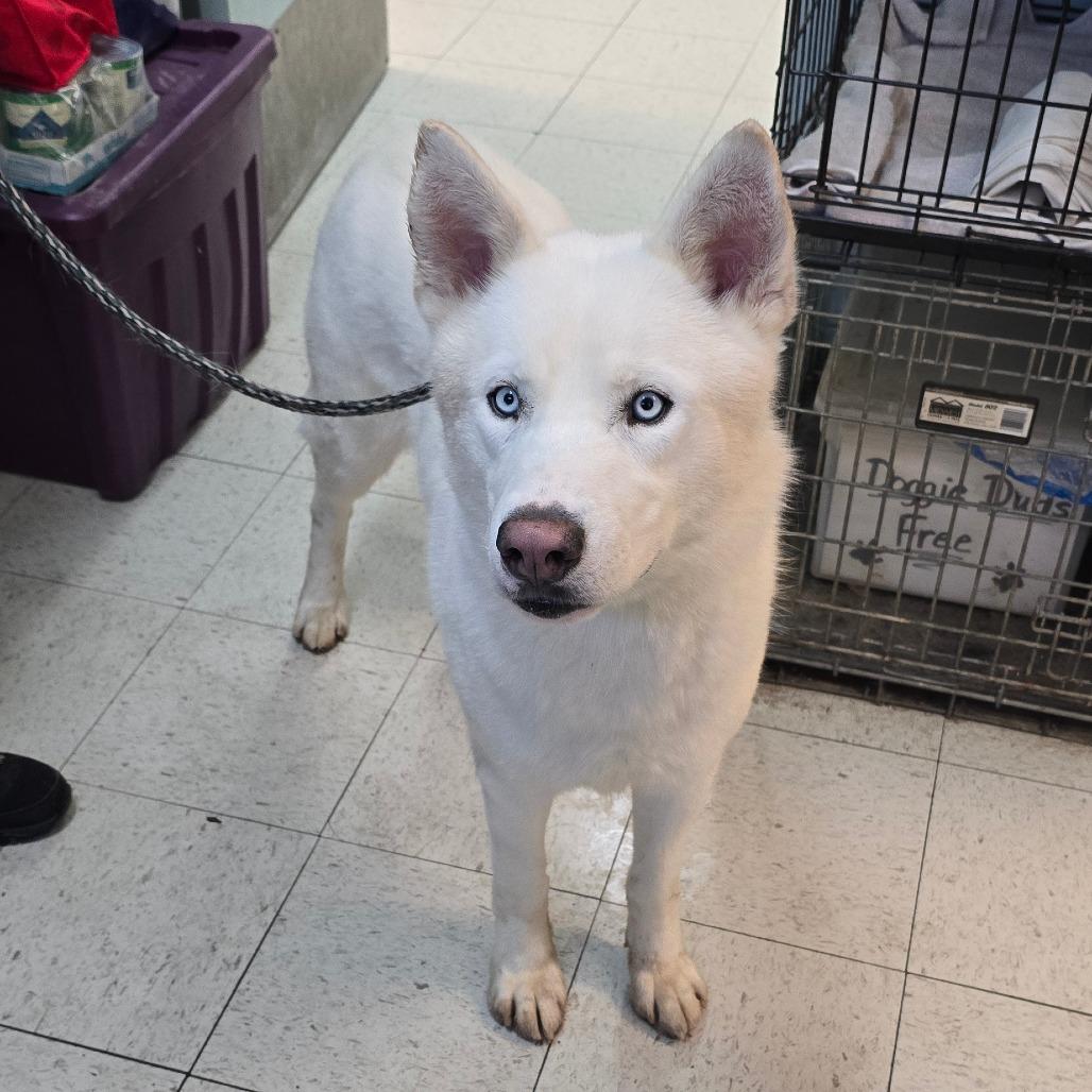 Enlarge Winter, a Adoptable Siberian Husky in East Hanover, NJ image 3/6
