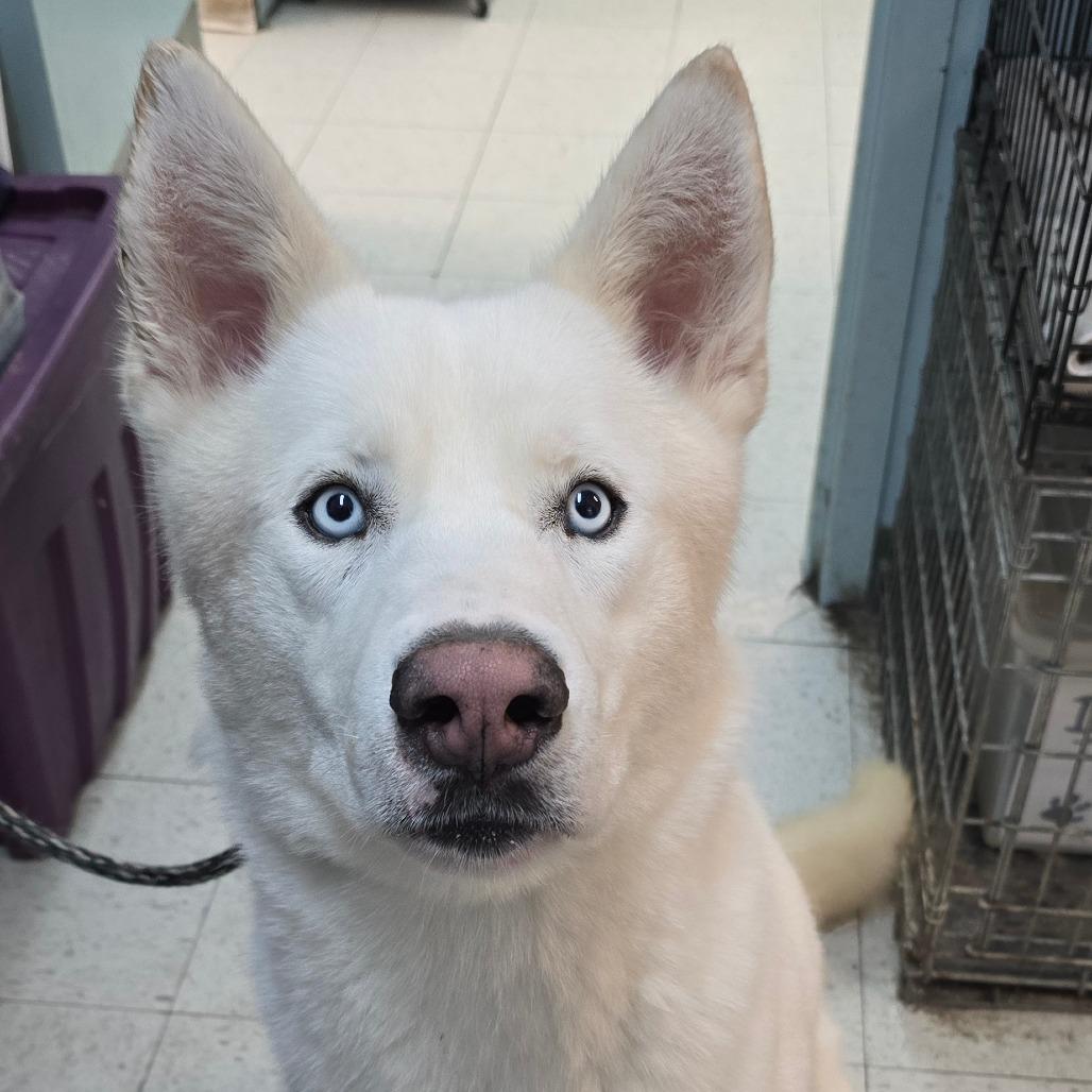 Enlarge Winter, a Adoptable Siberian Husky in East Hanover, NJ image 4/6