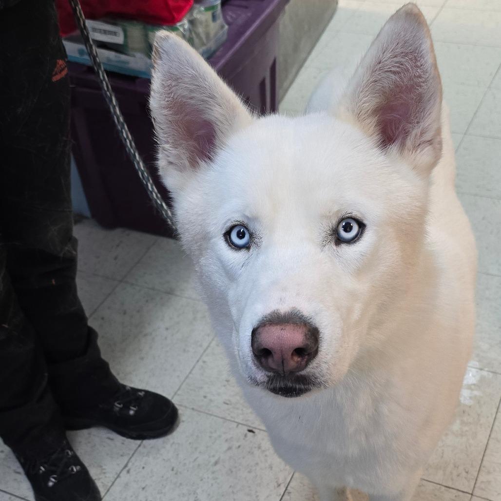 Enlarge Winter, a Adoptable Siberian Husky in East Hanover, NJ image 5/6