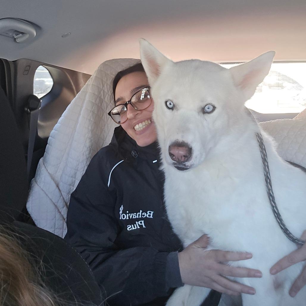 Enlarge Winter, a Adoptable Siberian Husky in East Hanover, NJ image 6/6