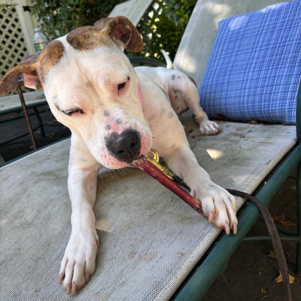 Enlarge Daisy, a Adoptable Pit Bull Terrier in Briarcliff Manor, NY image 1/6