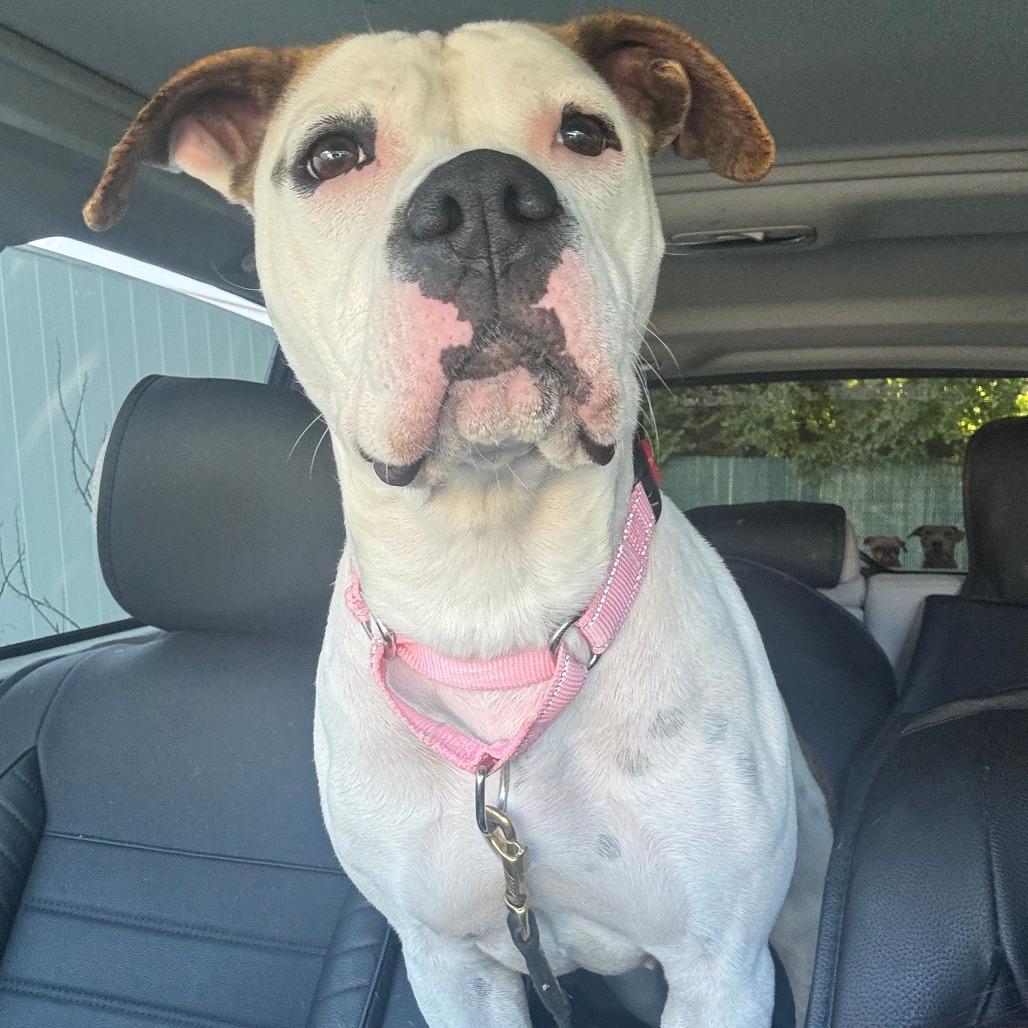 Enlarge Daisy, a Adoptable Pit Bull Terrier in Briarcliff Manor, NY image 3/6
