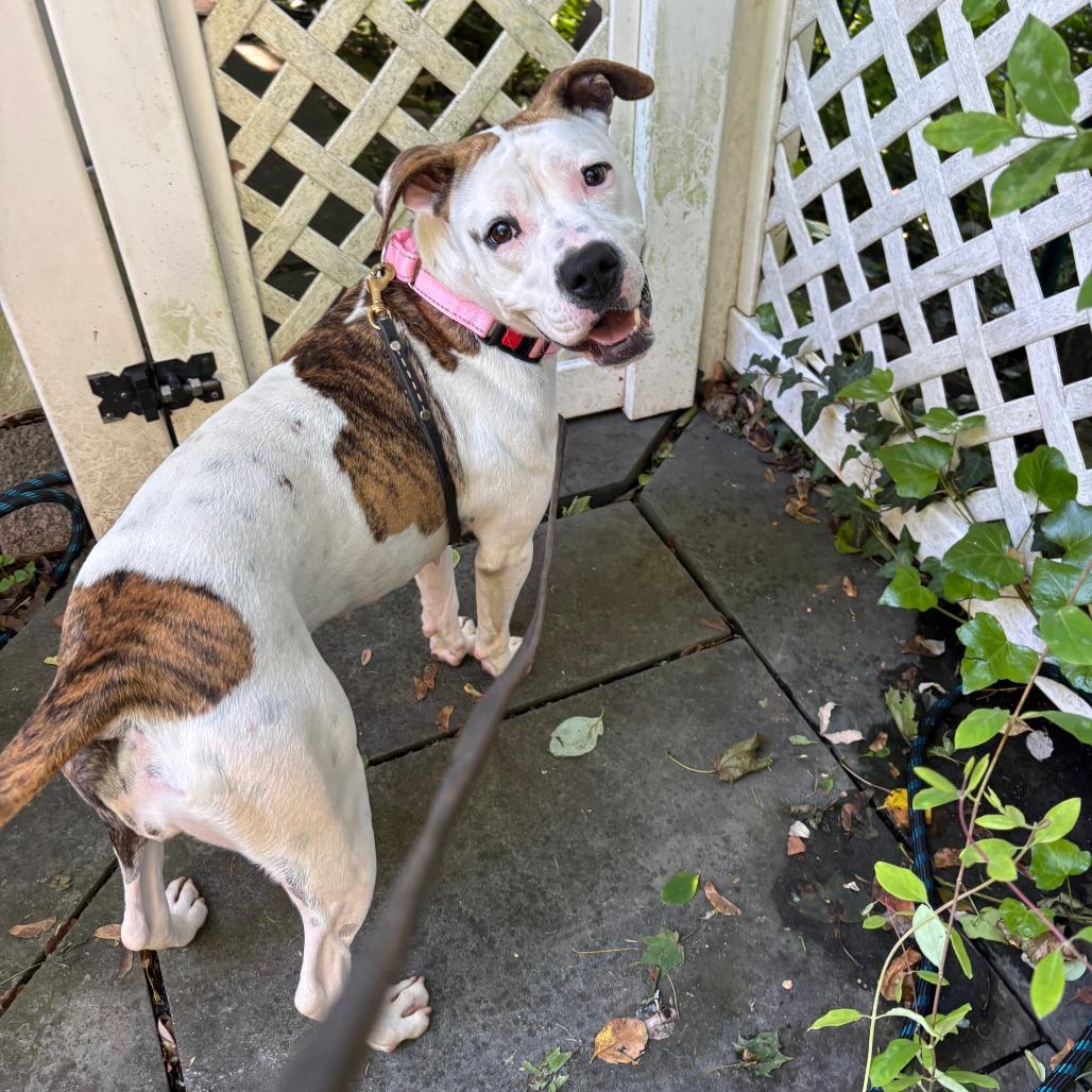 Enlarge Daisy, a Adoptable Pit Bull Terrier in Briarcliff Manor, NY image 4/6