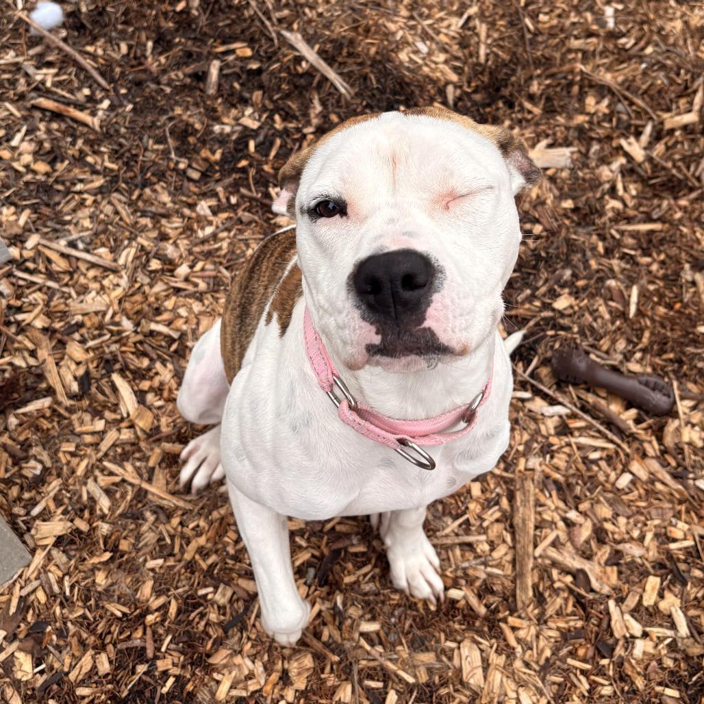Enlarge Daisy, a Adoptable Pit Bull Terrier in Briarcliff Manor, NY image 5/6