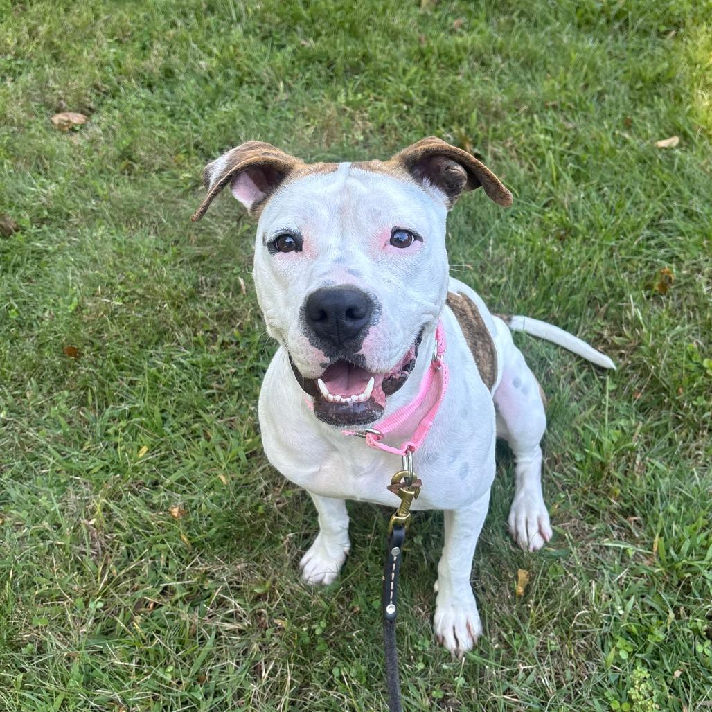 Enlarge Daisy, a Adoptable Pit Bull Terrier in Briarcliff Manor, NY image 6/6