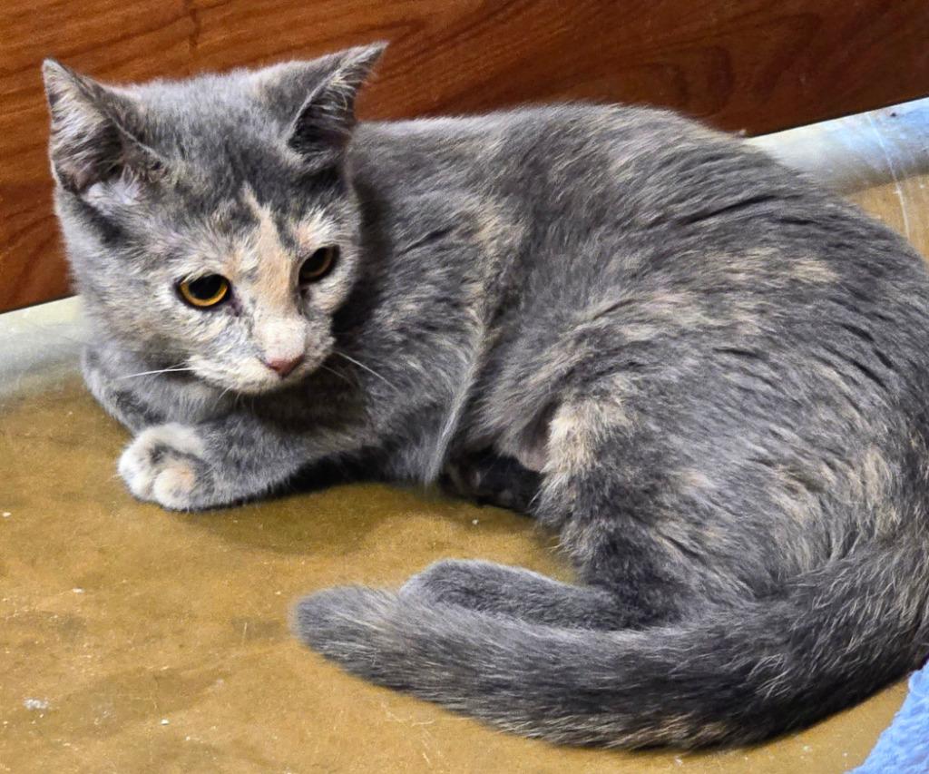 Enlarge Julia Roberts, a Adoptable mixed breed in Rowlett, TX image 2/2