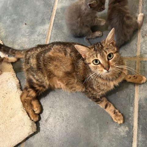 Queen Anne, Adoptable, Young Female Domestic Short Hair.