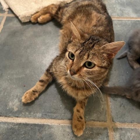 Queen Anne, a Adoptable Domestic Short Hair in Richmond, VA image 4/4