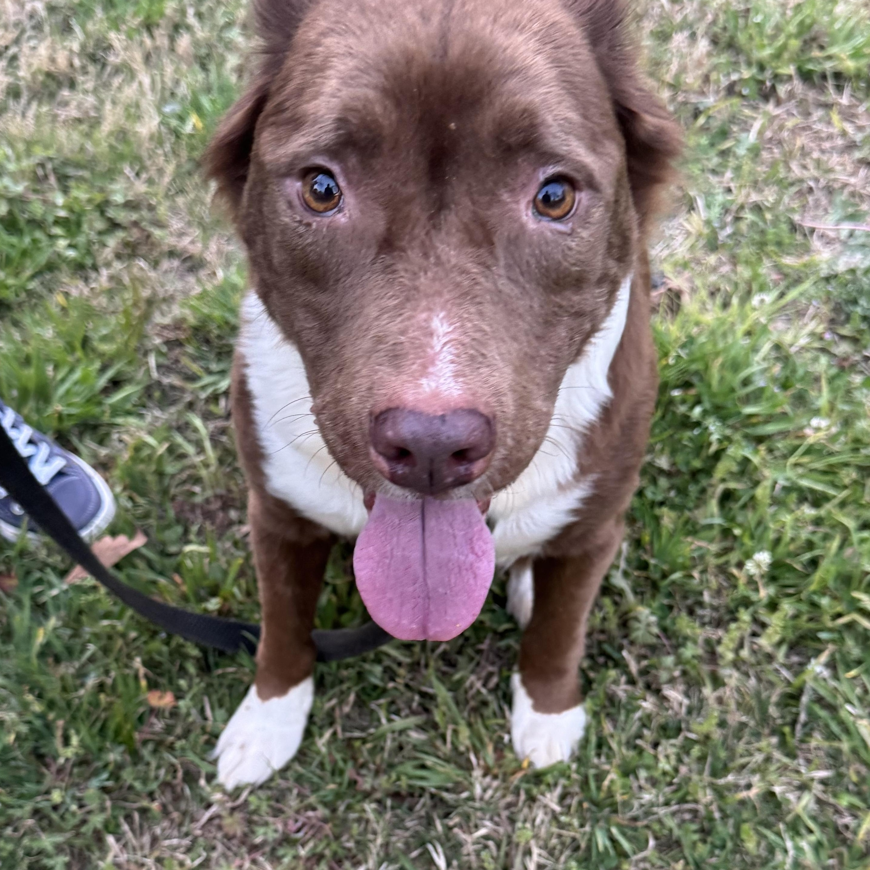 Charlie, ADOPTABLE, Senior Female Pit Bull Terrier.