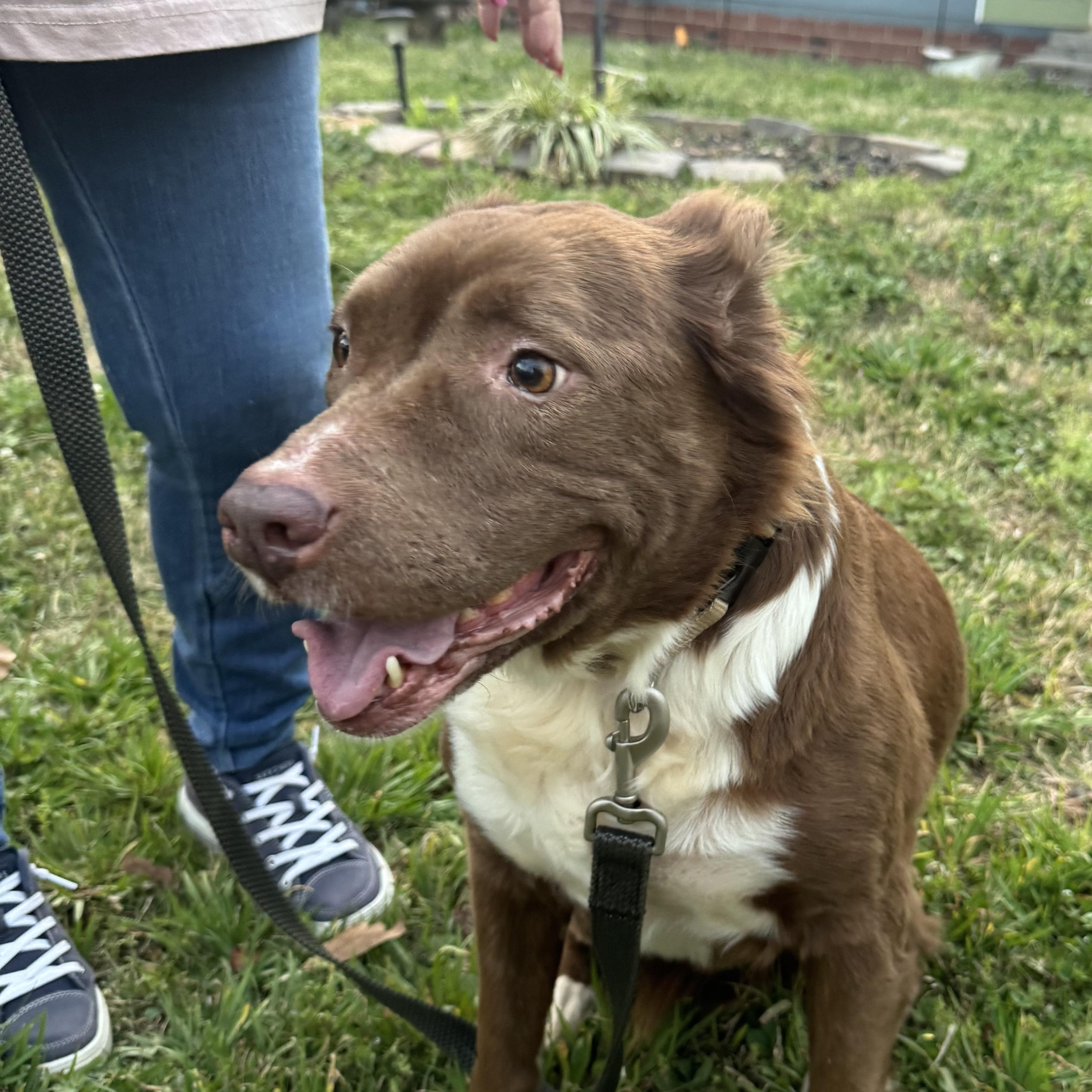 Charlie, a ADOPTABLE mixed breed in Oxford, GA image 2/2