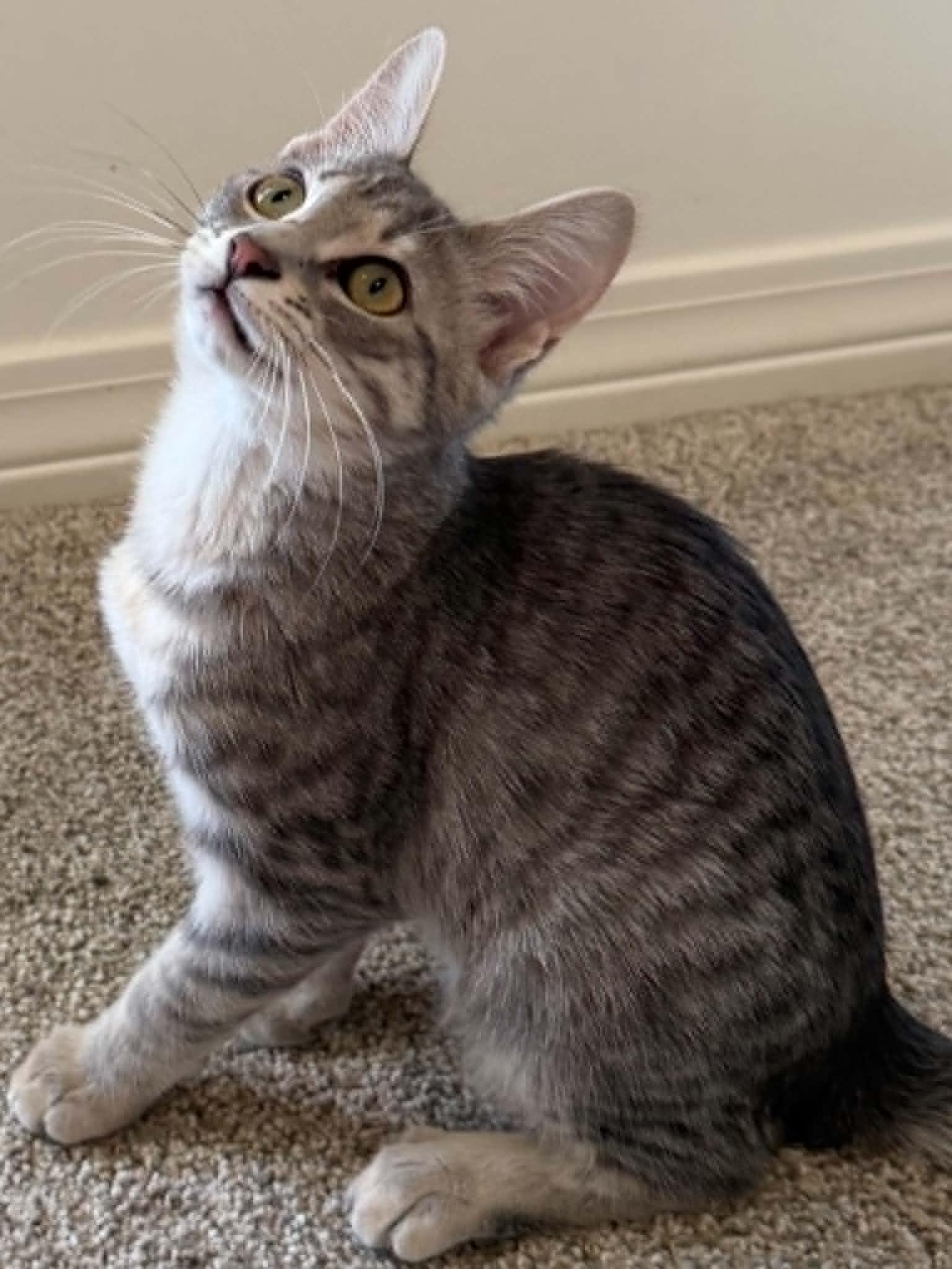 Enlarge Mocha (So Sweet), an adopted Tabby in Mobile, AL image 2/6
