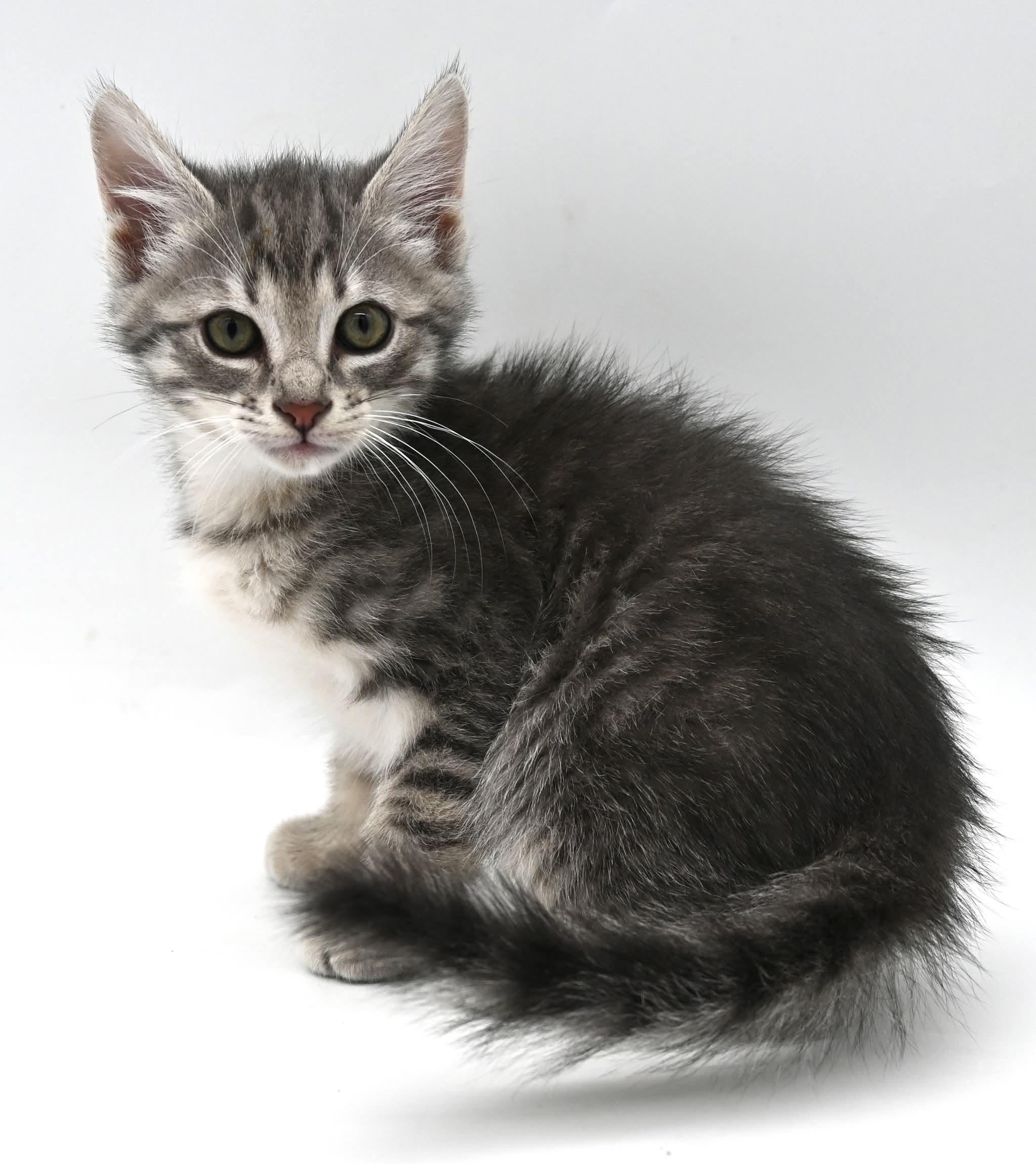 Enlarge Mocha (So Sweet), an adopted Tabby in Mobile, AL image 4/6