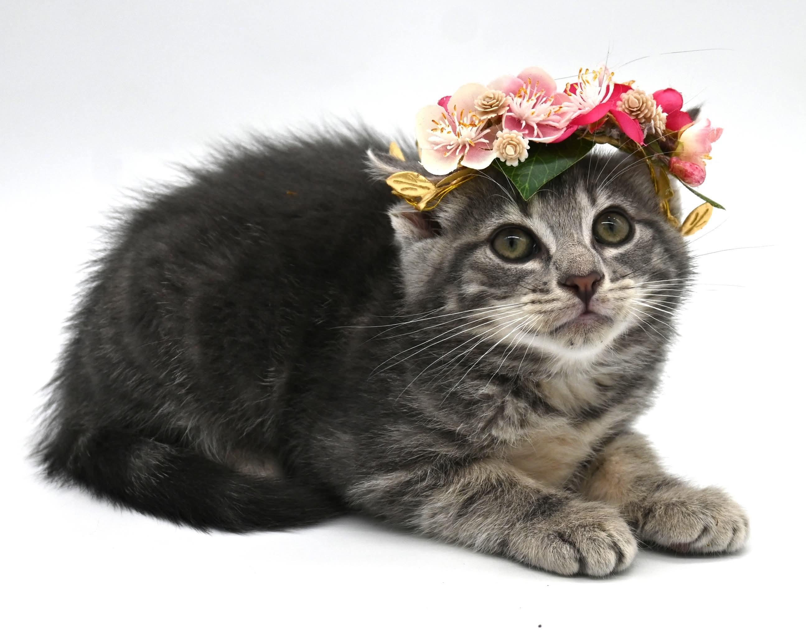 Enlarge Mocha (So Sweet), an adopted Tabby in Mobile, AL image 5/6