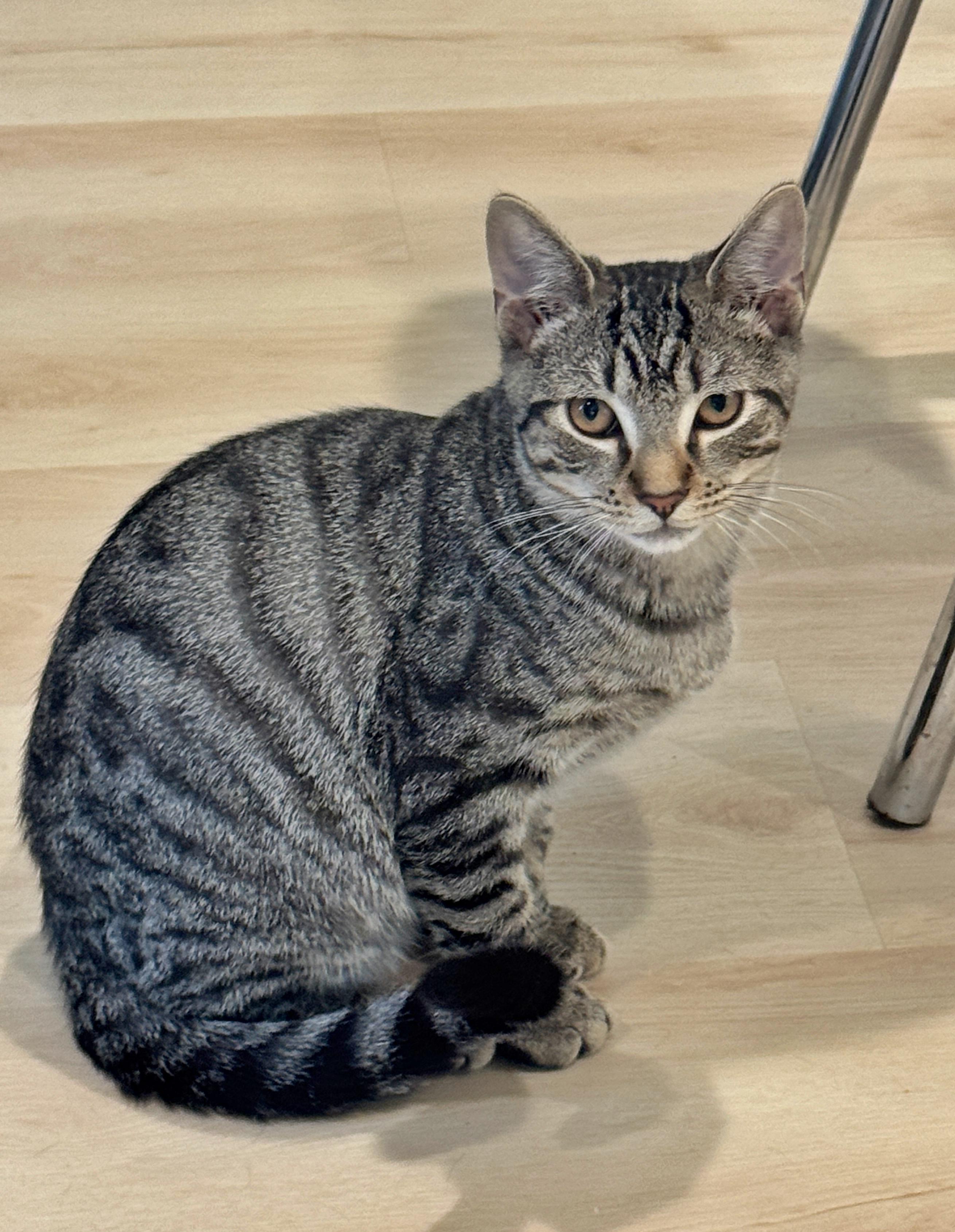 Enlarge Brynn, a Adoptable mixed breed in Succasunna, NJ image 5/6