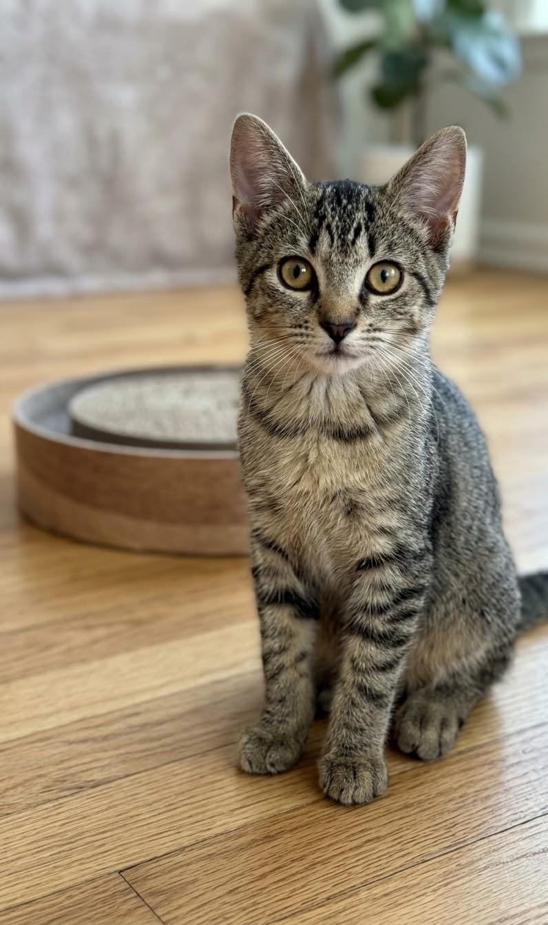 Enlarge Brynn, a Adoptable mixed breed in Succasunna, NJ image 2/6