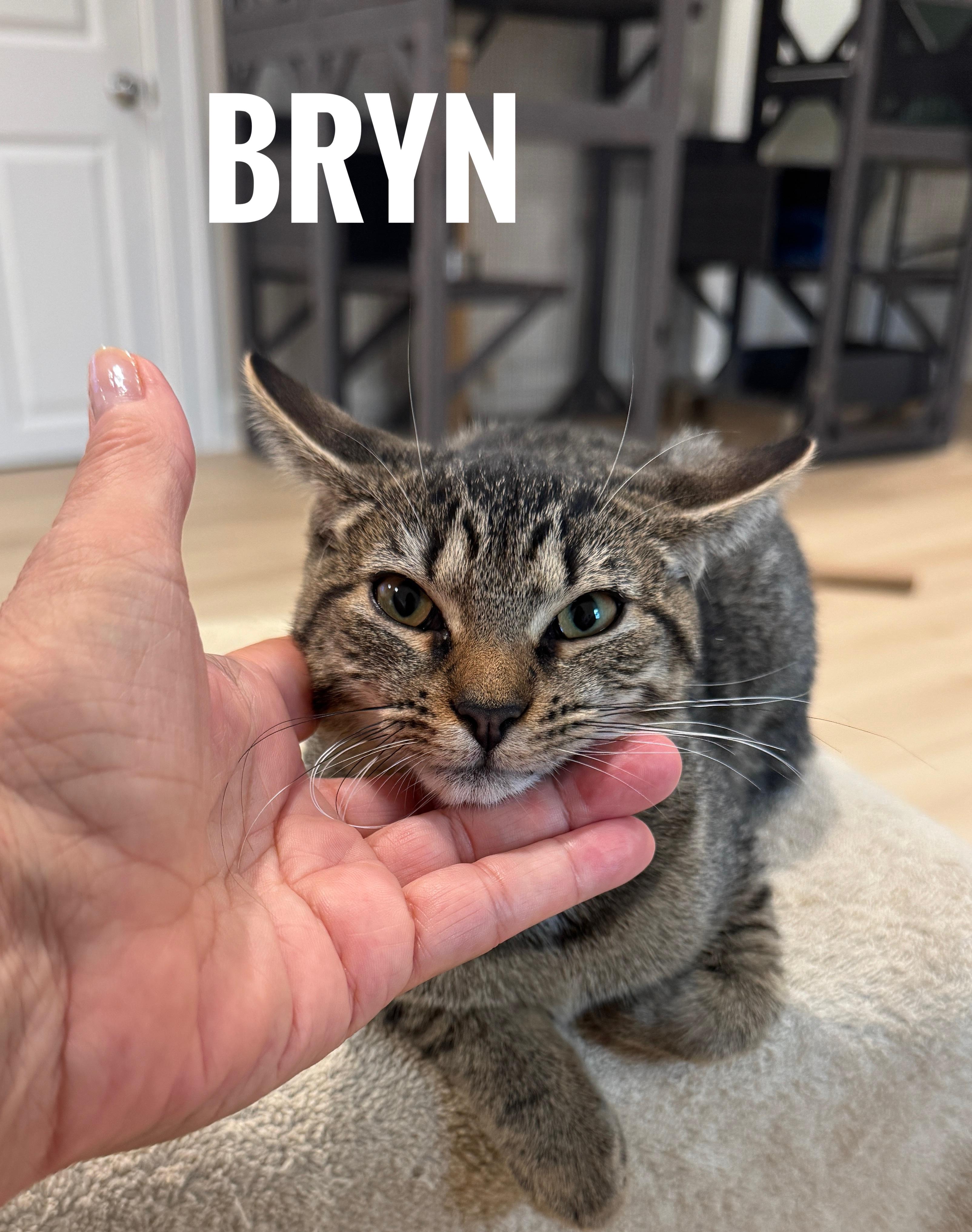 Brynn, Adoptable, Kitten Female Domestic Short Hair.