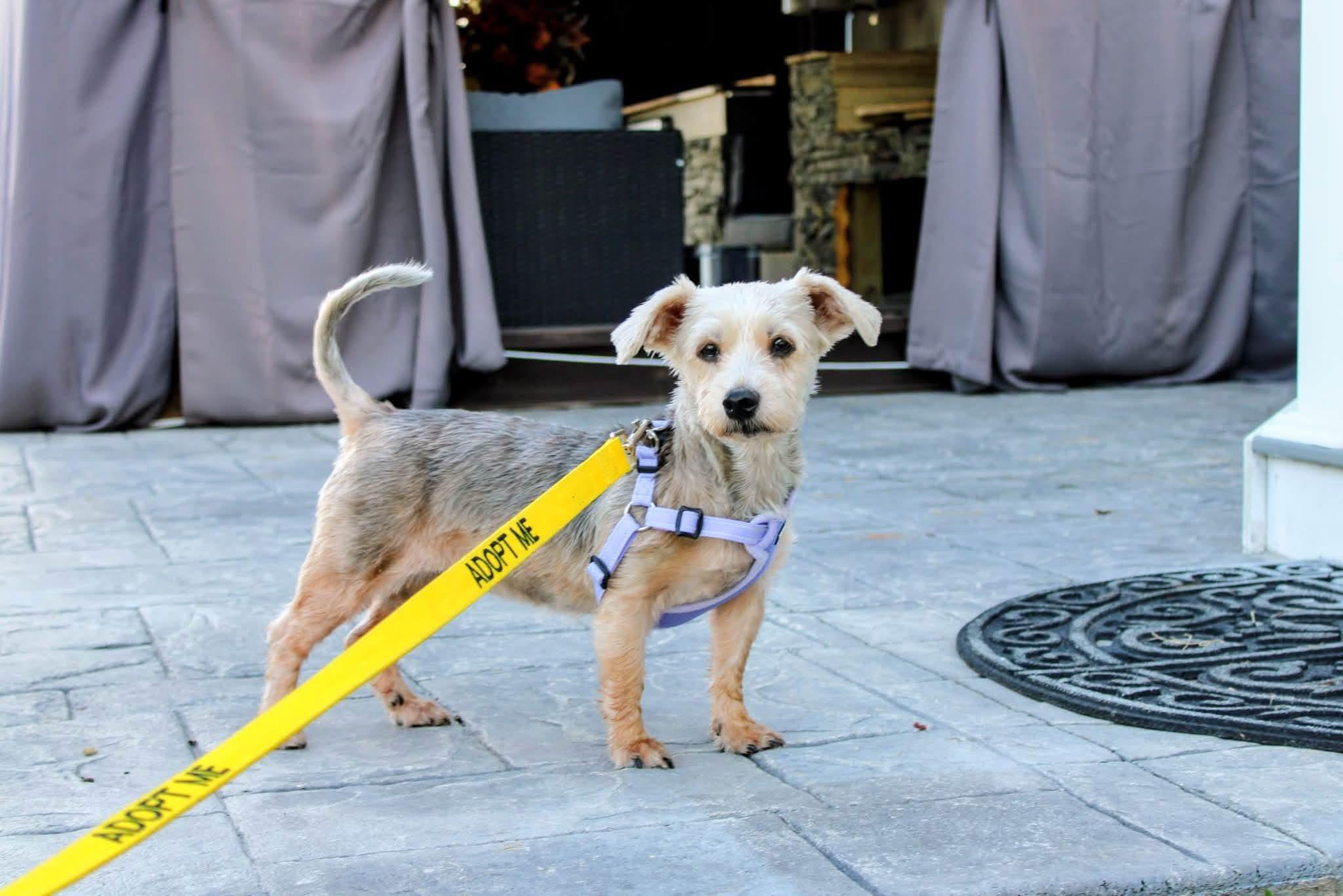 Enlarge Loola, a Adoptable mixed breed in Chesapeake, VA image 1/1