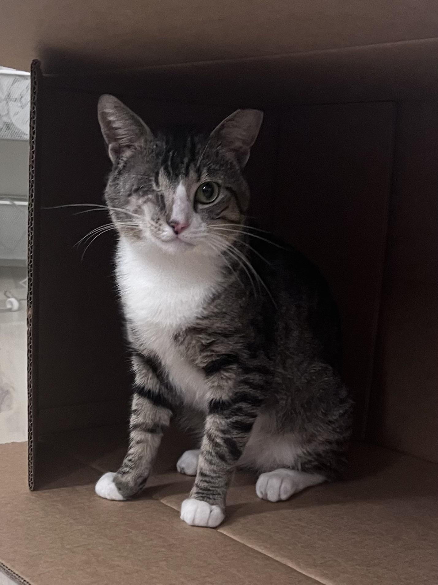 Enlarge Luffy The Friendly Pirate, a ADOPTABLE Domestic Short Hair in North Haven, CT image 3/4