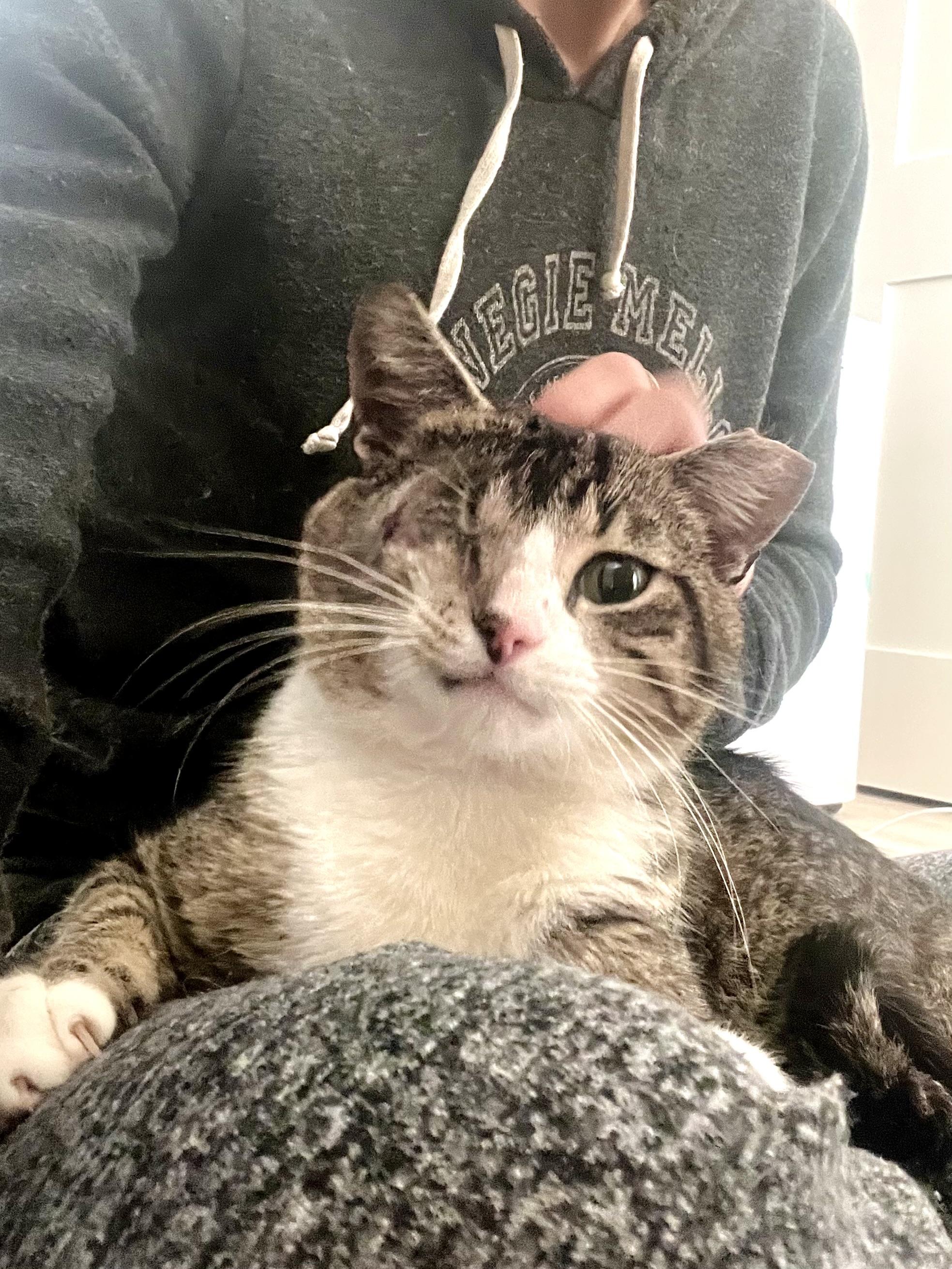 Luffy The Friendly Pirate, ADOPTABLE, Young Male Domestic Short Hair.